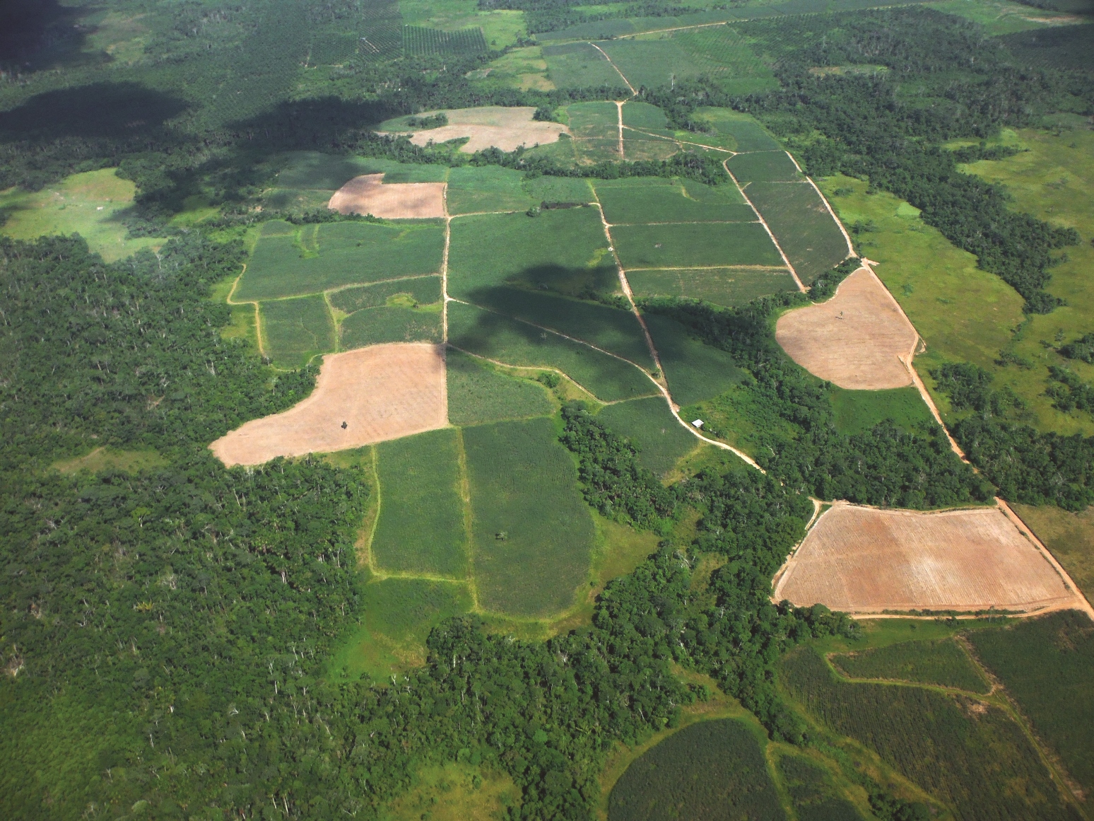 thumbnail of  What’s driving deforestation and land use change in the Peruvian Amazon?