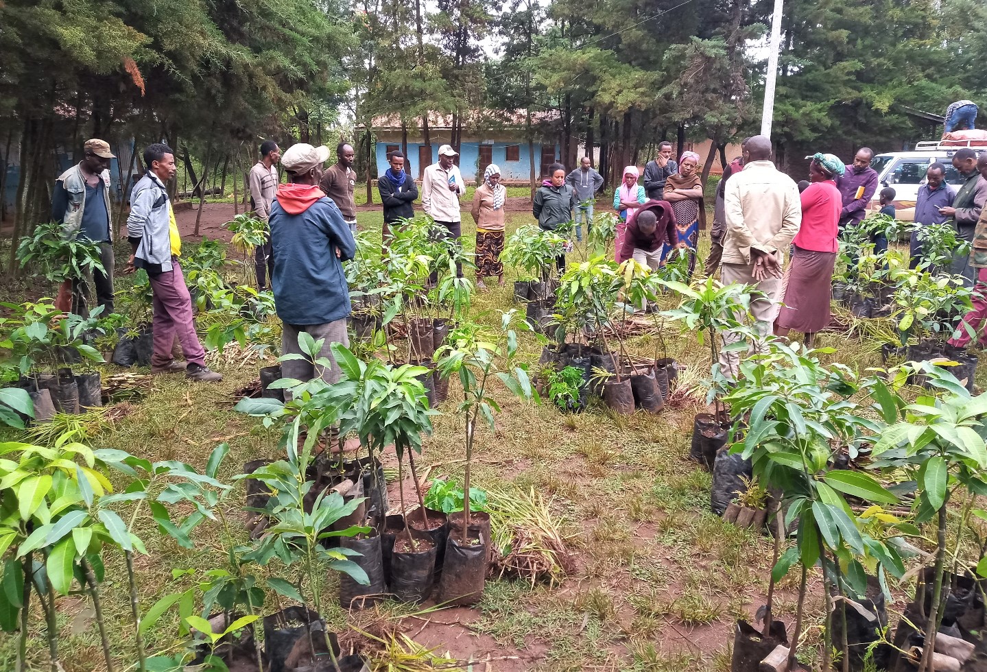 thumbnail of  Beyond the Green Legacy Initiative in Ethiopia