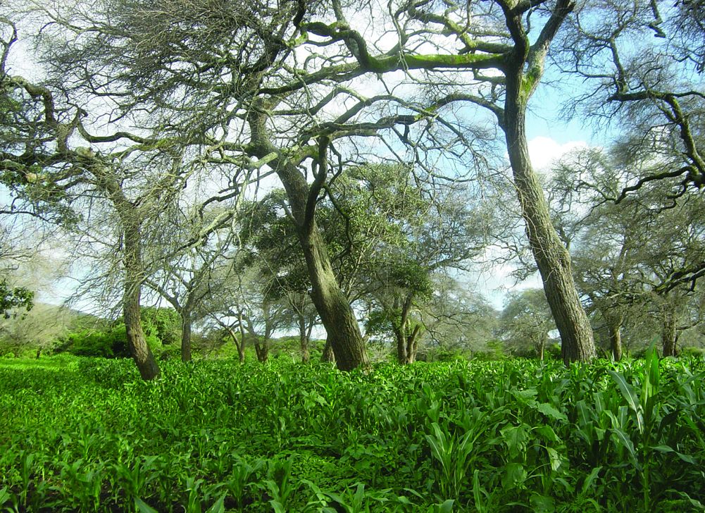 thumbnail of  Agroforestry at 40 !