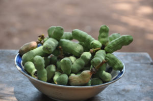 thumbnail of  Trees nurture nutrition