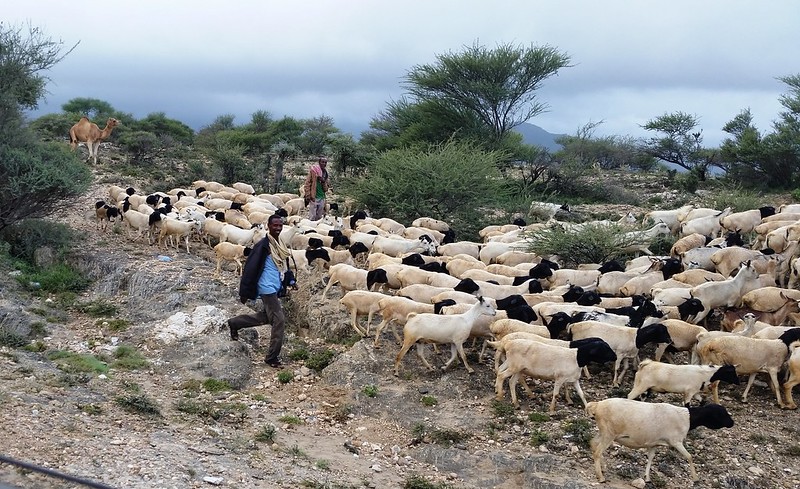thumbnail of  As agriculture resurges in Somalia, CGIAR centres, Government, FAO and donors plan to help it thrive