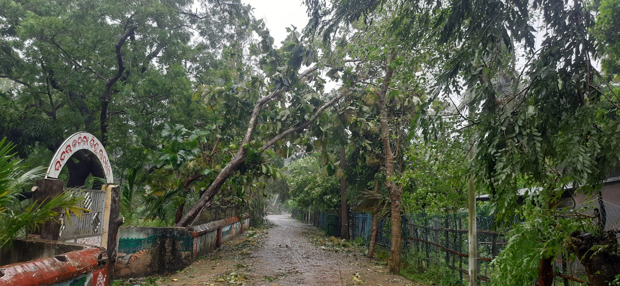 thumbnail of  In the path of a cyclone, mangroves’ protective power matters more than ever