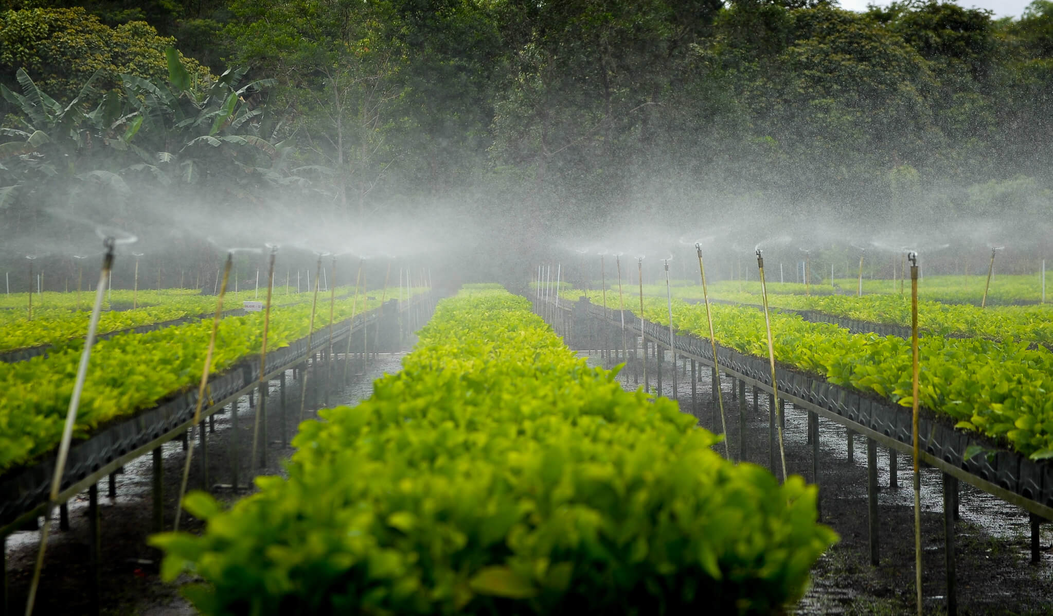 Forest and landscape restoration