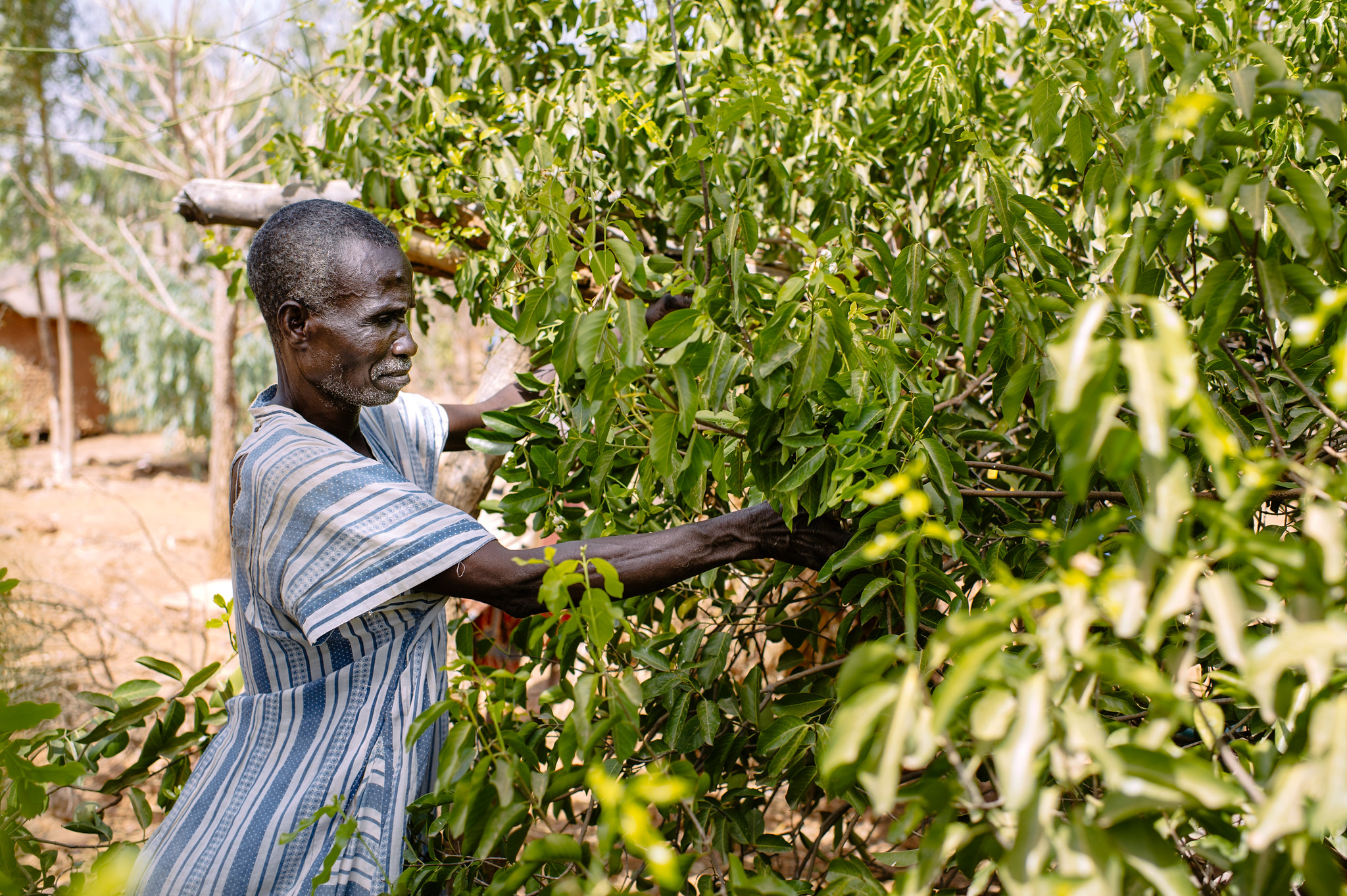 thumbnail of  Agroforestry: Development underdog headed for center stage in global sustainability efforts
