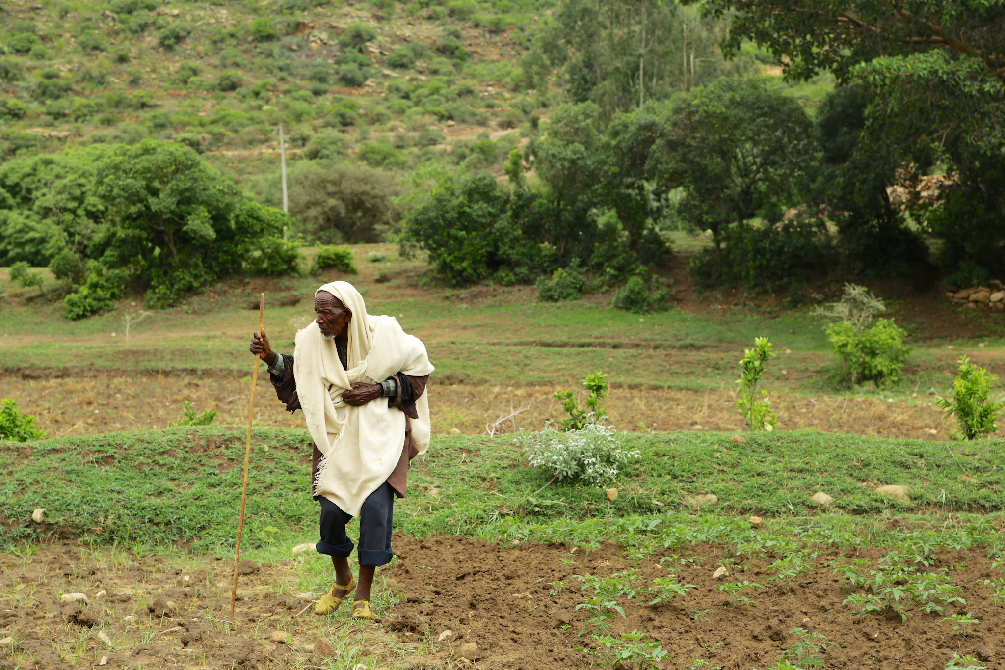 thumbnail of  Hands-on learning from Gergera: Training brings watershed restoration to scale in Tigray
