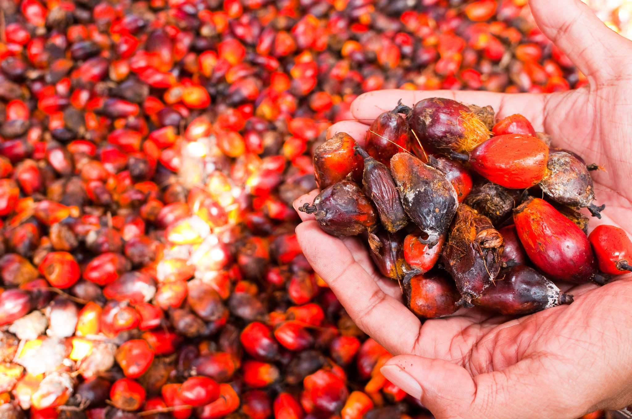 thumbnail of  Tracing palm oil’s path: From plantation to product