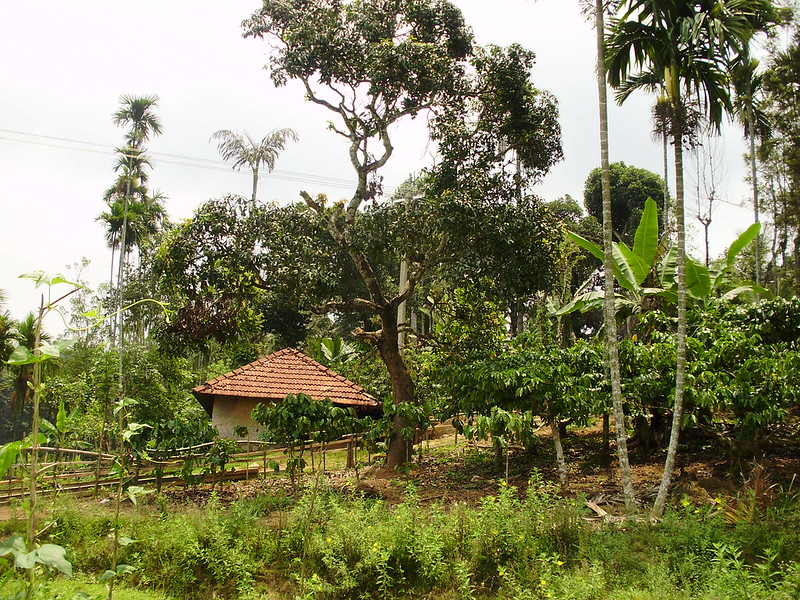 thumbnail of  POLICY SERIES: global agroecological transitions to sustainable farming: India and Sri Lanka