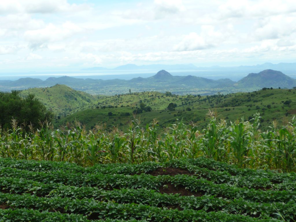 thumbnail of  The role of biodiversity in agroforestry and other types of smallholder farming
