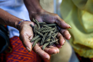 thumbnail of  What’s good for business is good for forests in Indonesia