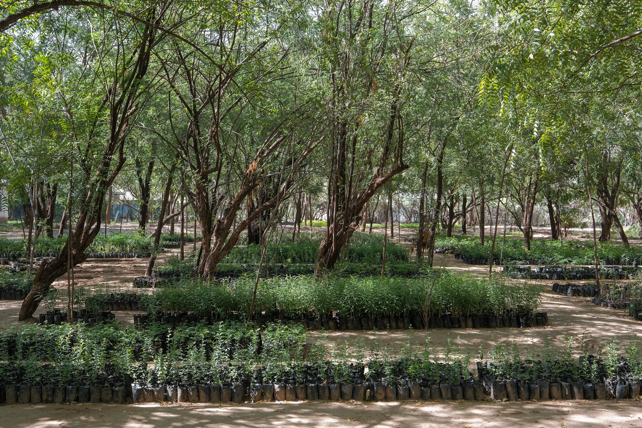 thumbnail of  Building restoration skills from the ground up: Tree nursery training takes root in Kenya