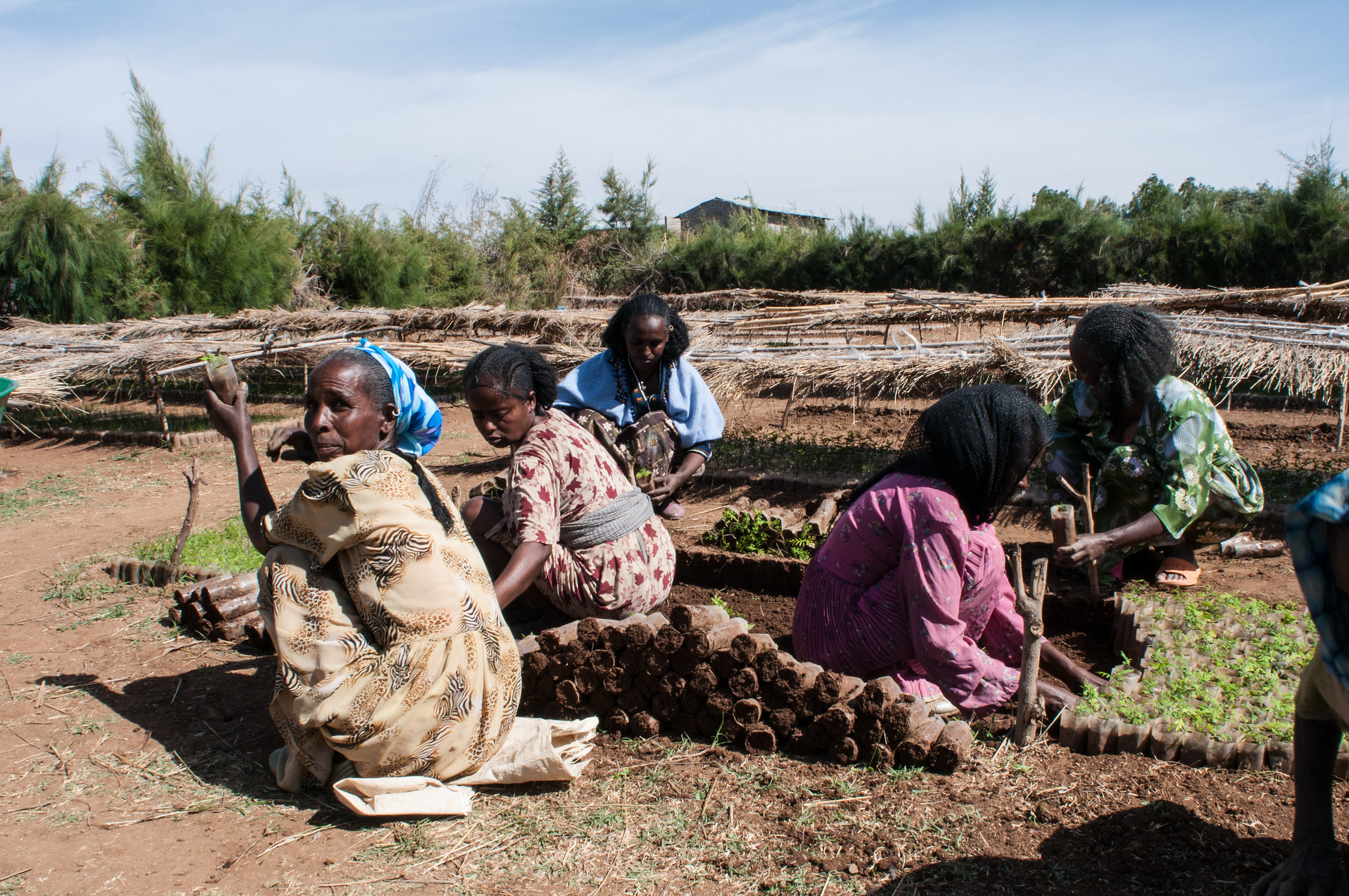 thumbnail of  Gergera Watershed: Where floods are controlled and gullies reclaimed