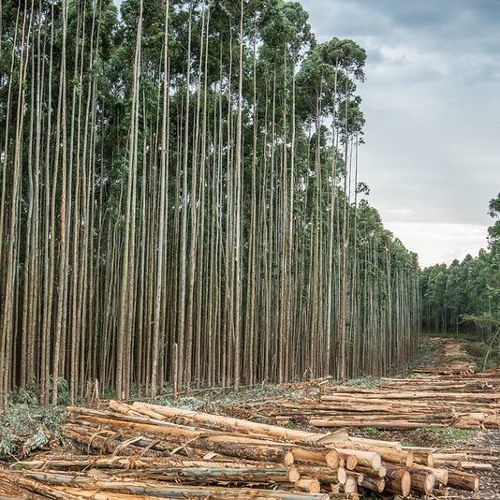 thumbnail of Interview with Lemlem Tajebe, researcher at Ethiopian Environment and Forestry Research Institute
