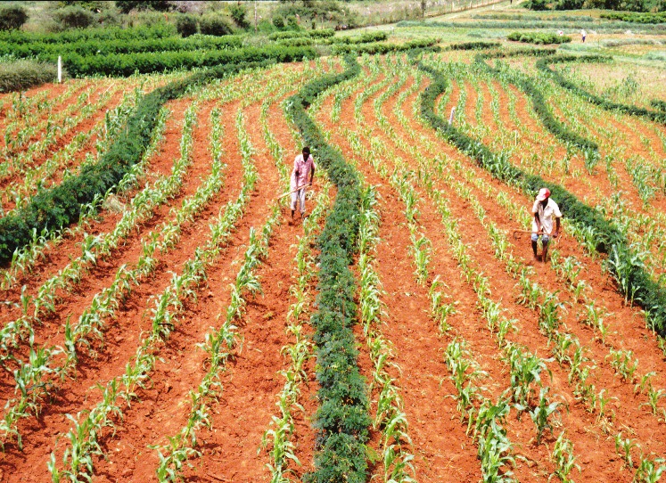 thumbnail of  Reasons for low uptake of climate change technologies