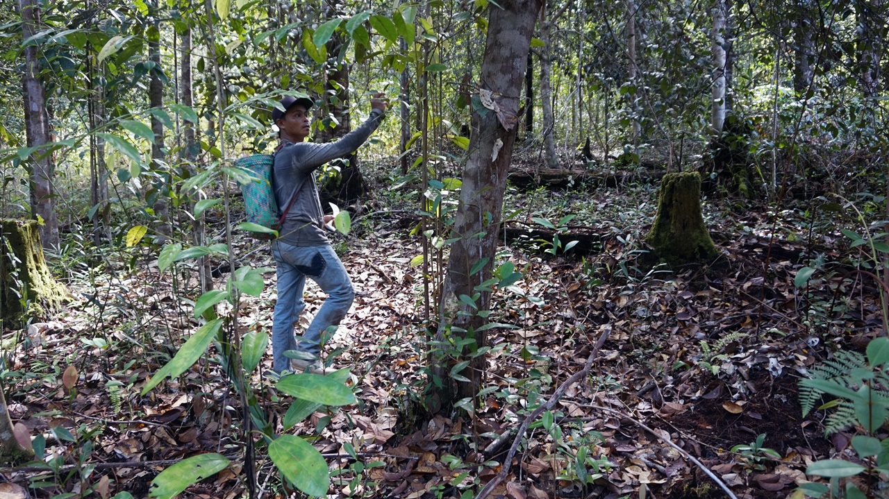 thumbnail of  Wallets and ecosystems will be happier if farmers grow illipe nut with rubber trees