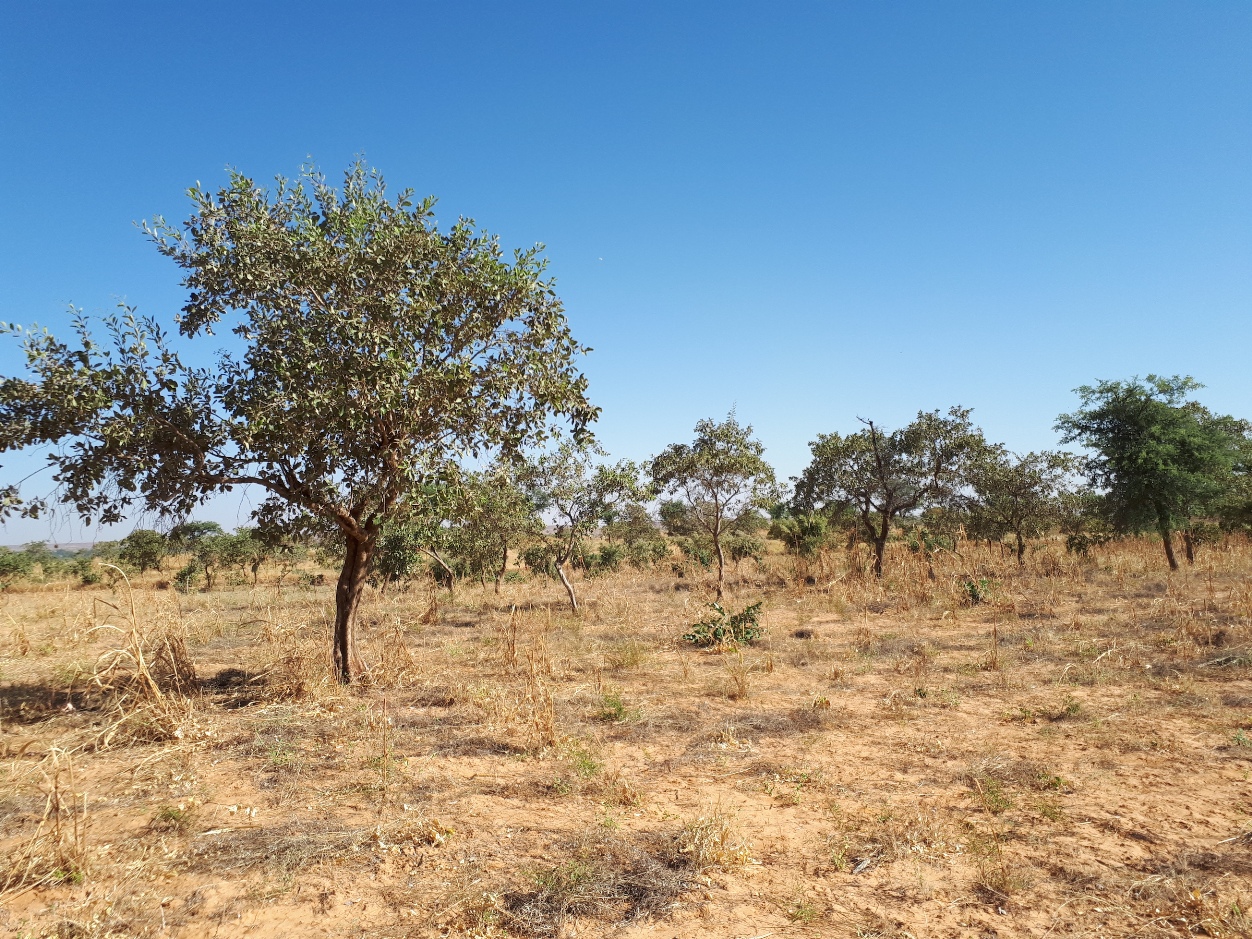 thumbnail of  Farmers restore land in Africa with natural regeneration but how can we learn what practices work where and for whom?