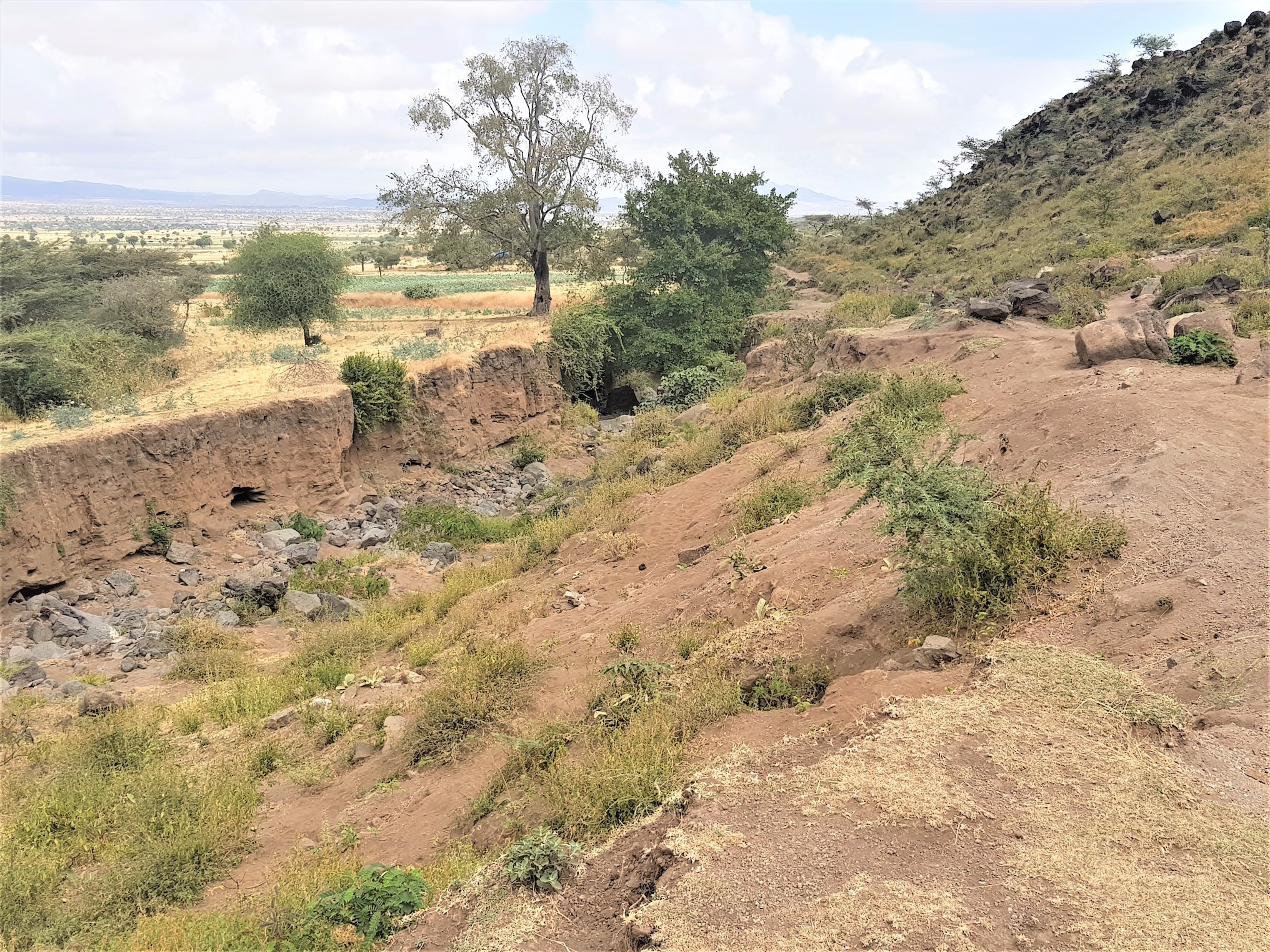 thumbnail of  Ethiopia’s ‘engagement landscape’: hope for the future