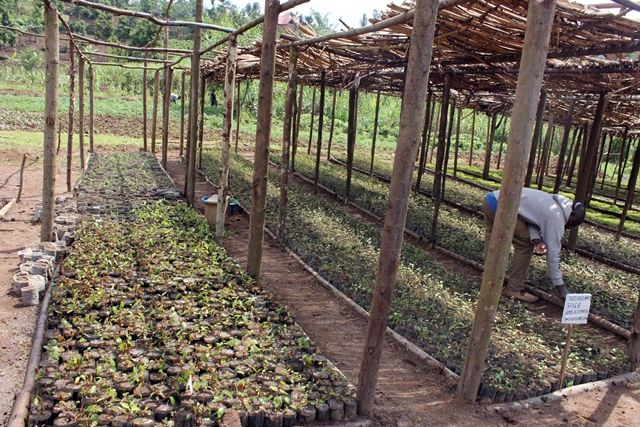 thumbnail of  Alnus agroforestry systems sequester carbon in Rwanda but are under pressure