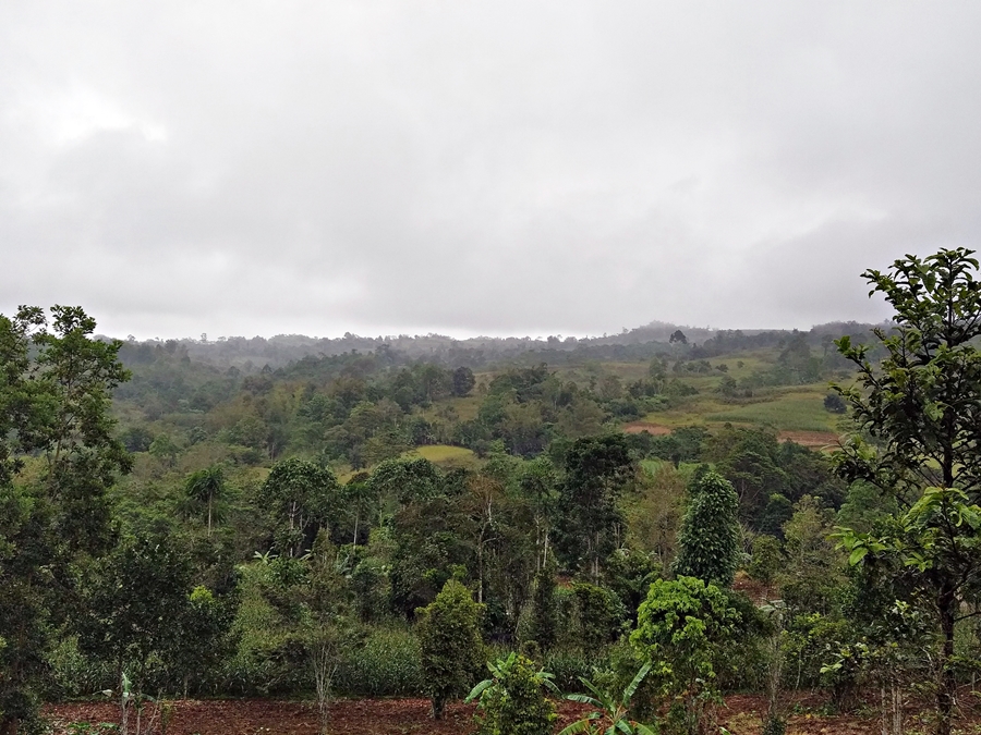 thumbnail of  NEW: Status and outlook for agroforestry in ASEAN