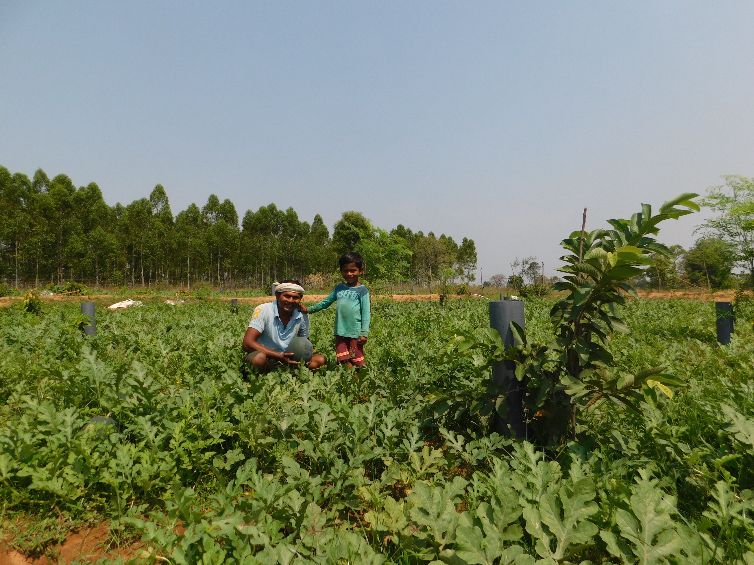 thumbnail of  In Odisha, agroforestry and ‘handholding’ help farming families break out of the poverty–migration trap