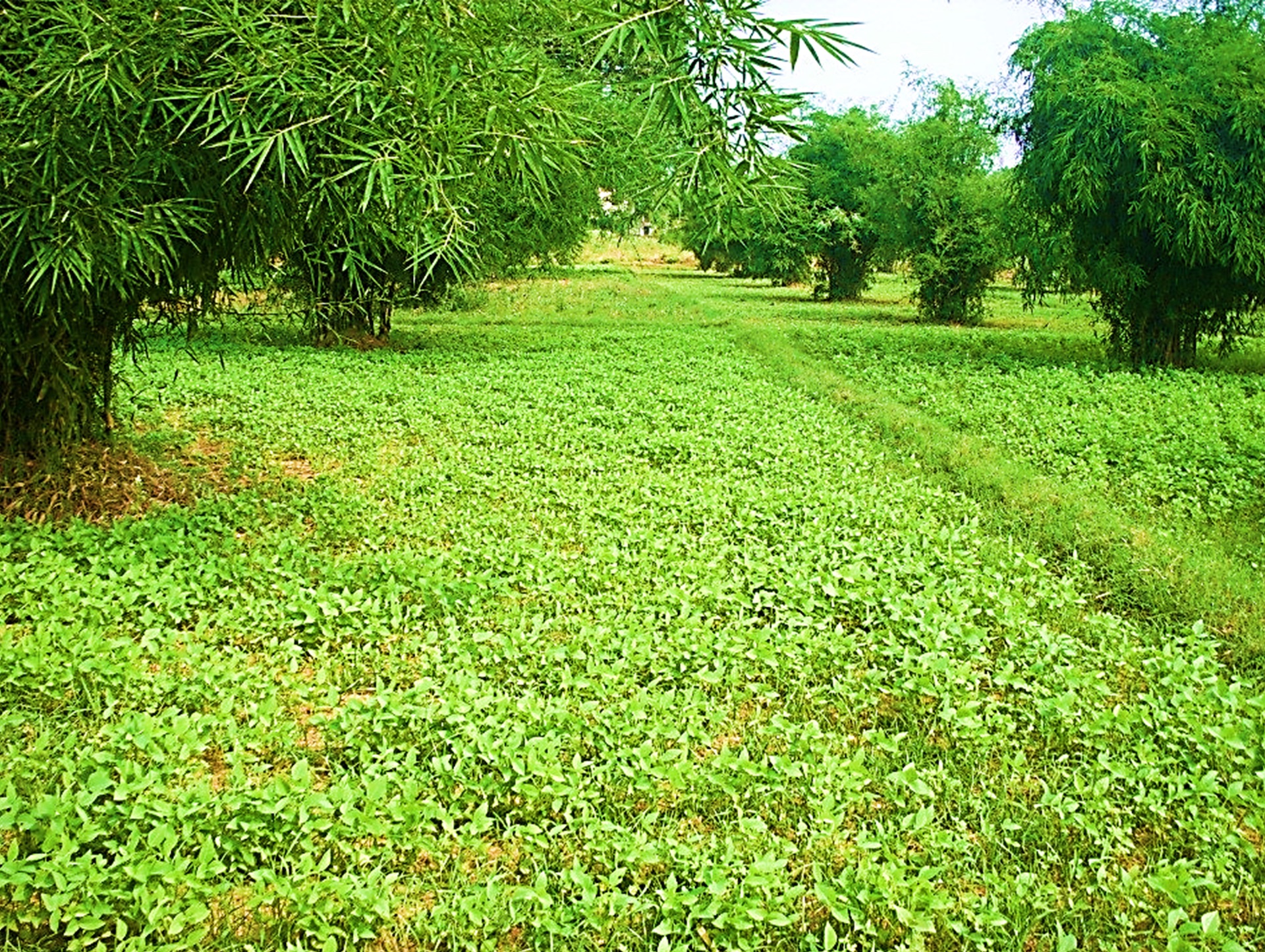 thumbnail of  Could bamboo-based agroforestry systems be the latest kind of climate-smart agriculture?