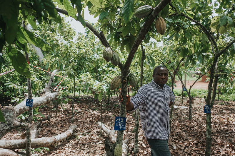 thumbnail of  What’s stopping some Ivorian cocoa farmers adopting agroforestry?