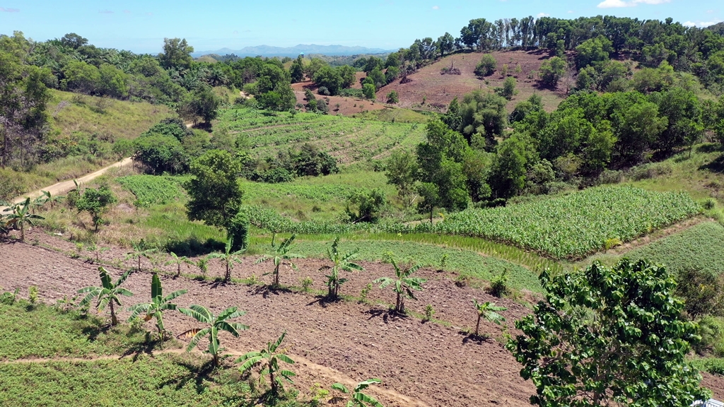 thumbnail of  The power of proof: how model farms in the Philippines encouraged the expansion of scale of agroforestry