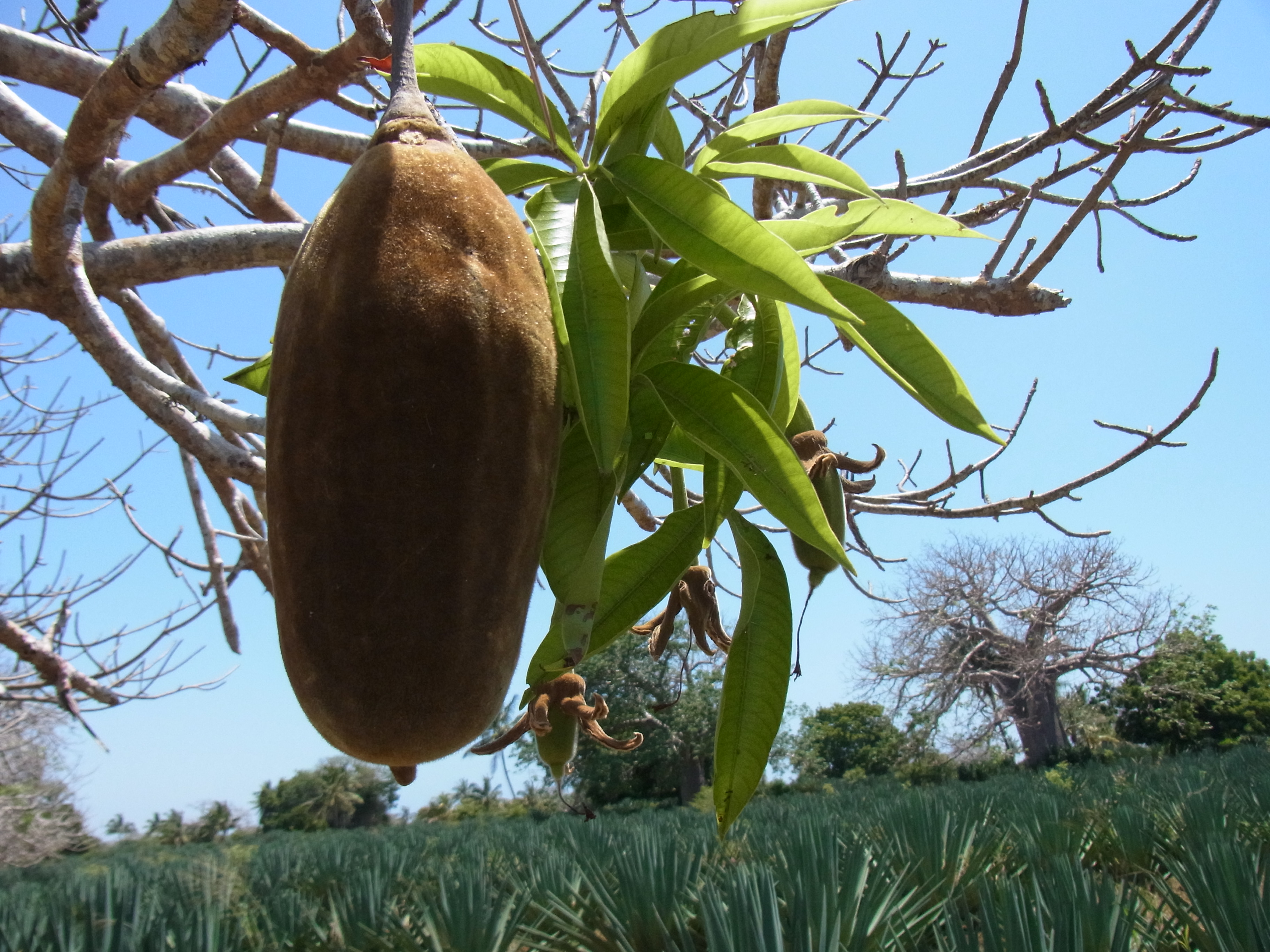 thumbnail of  Neglected indigenous trees solve malnutrition and land degradation