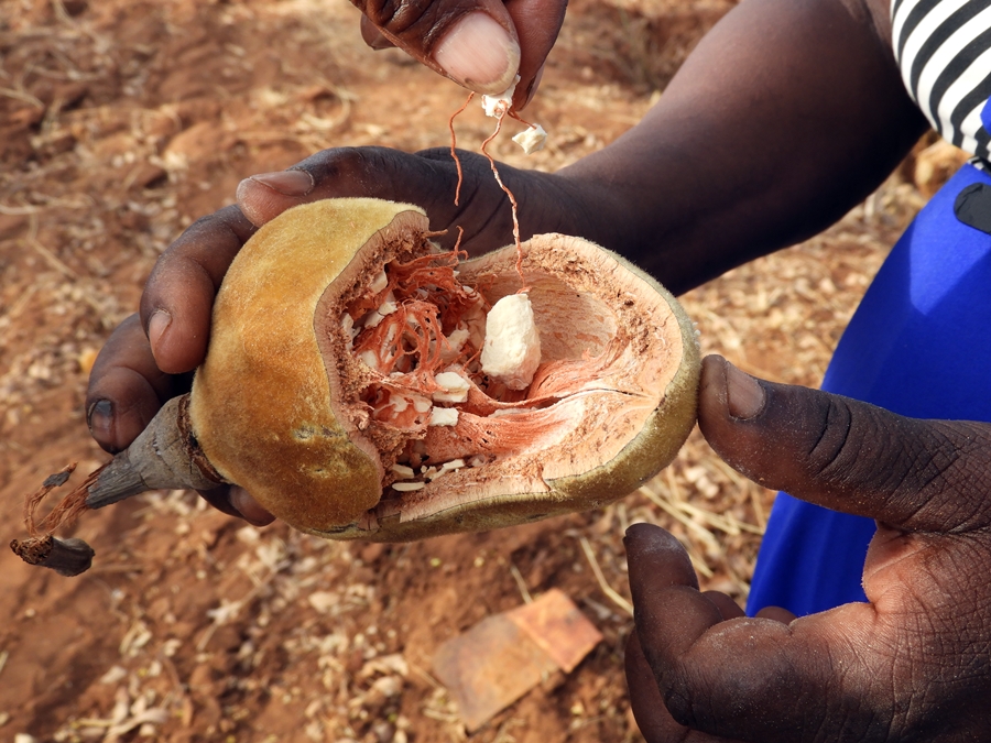 thumbnail of  On-farm landscape restoration can work if farmers’ needs are considered