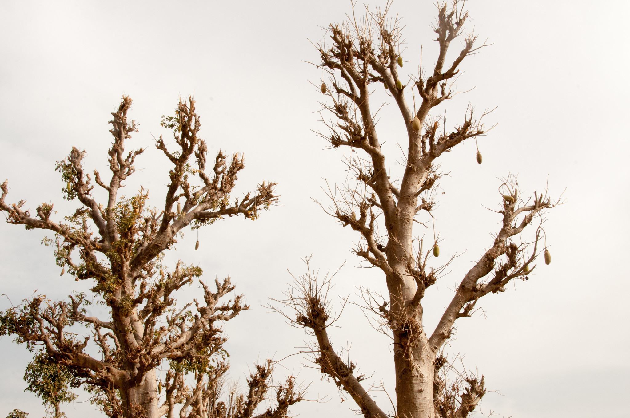 thumbnail of  Indigenous fruits and vegetables can curb Africa’s malnutrition