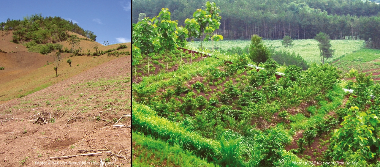 thumbnail of  Trees make it easier to farm in harmony with nature