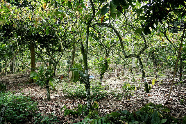 thumbnail of  Transforming agriculture: The role of agroforestry