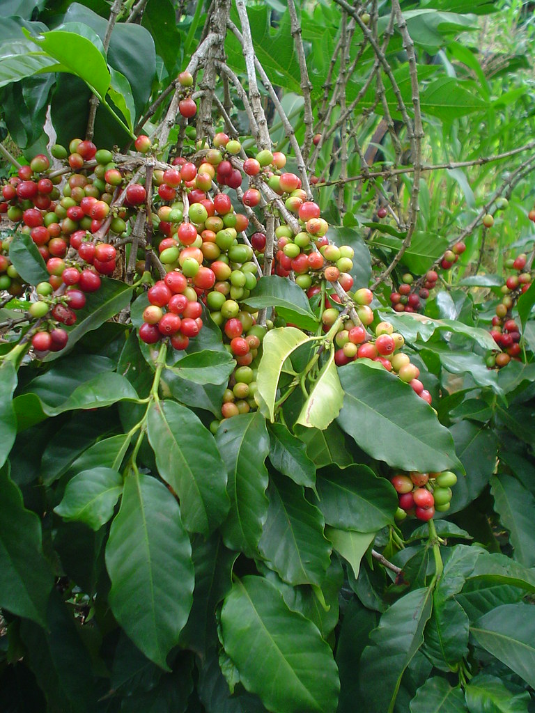 thumbnail of  What Vietnam’s coffee success can teach Africa