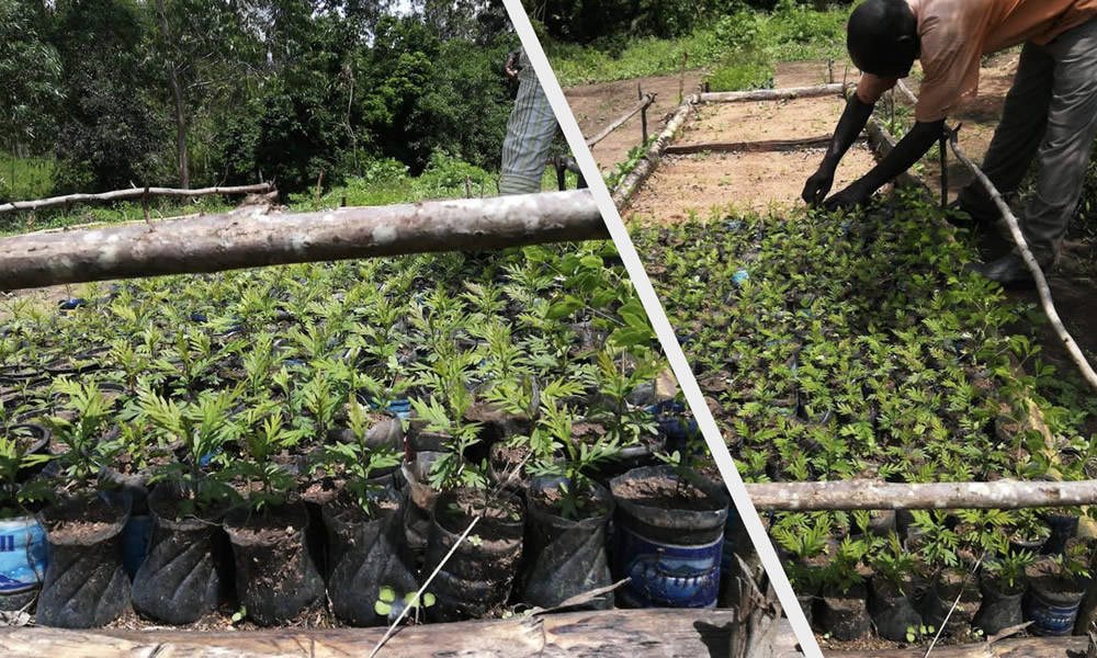 thumbnail of  Carica papaya: a tree that keeps on giving