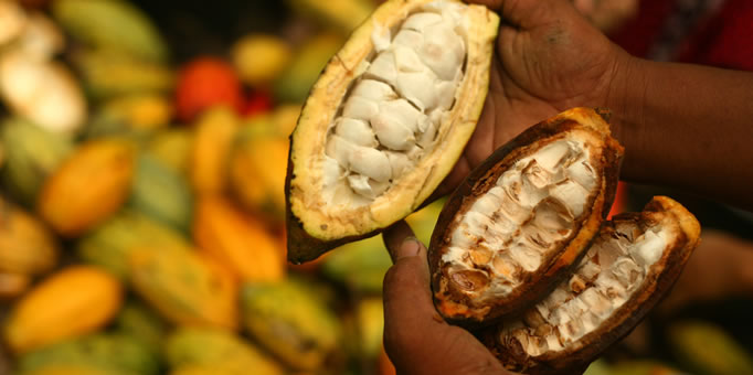 thumbnail of  Cocoa, chocolate industry donates $835,000 to help farmers fight COVID-19