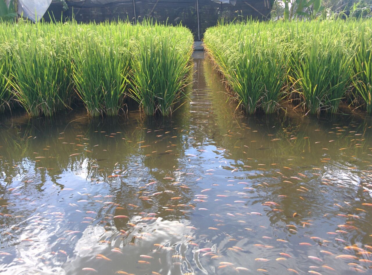 thumbnail of  Agroecology whets the global appetite for rice and fish