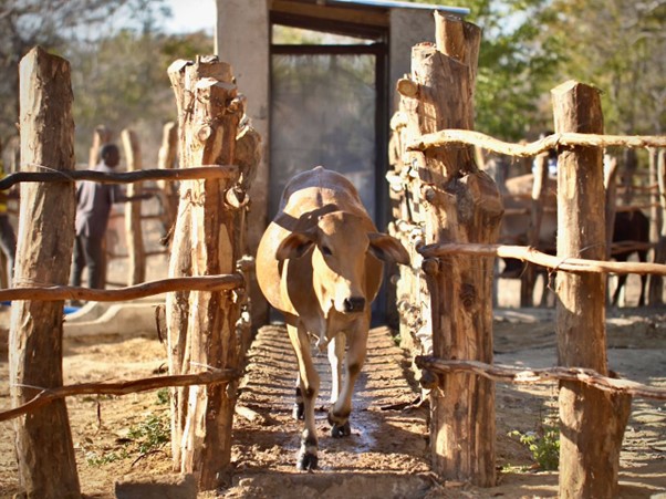 thumbnail of  A race against ticks: How one Zambian Chiefdom is taking livestock health into its own hands
