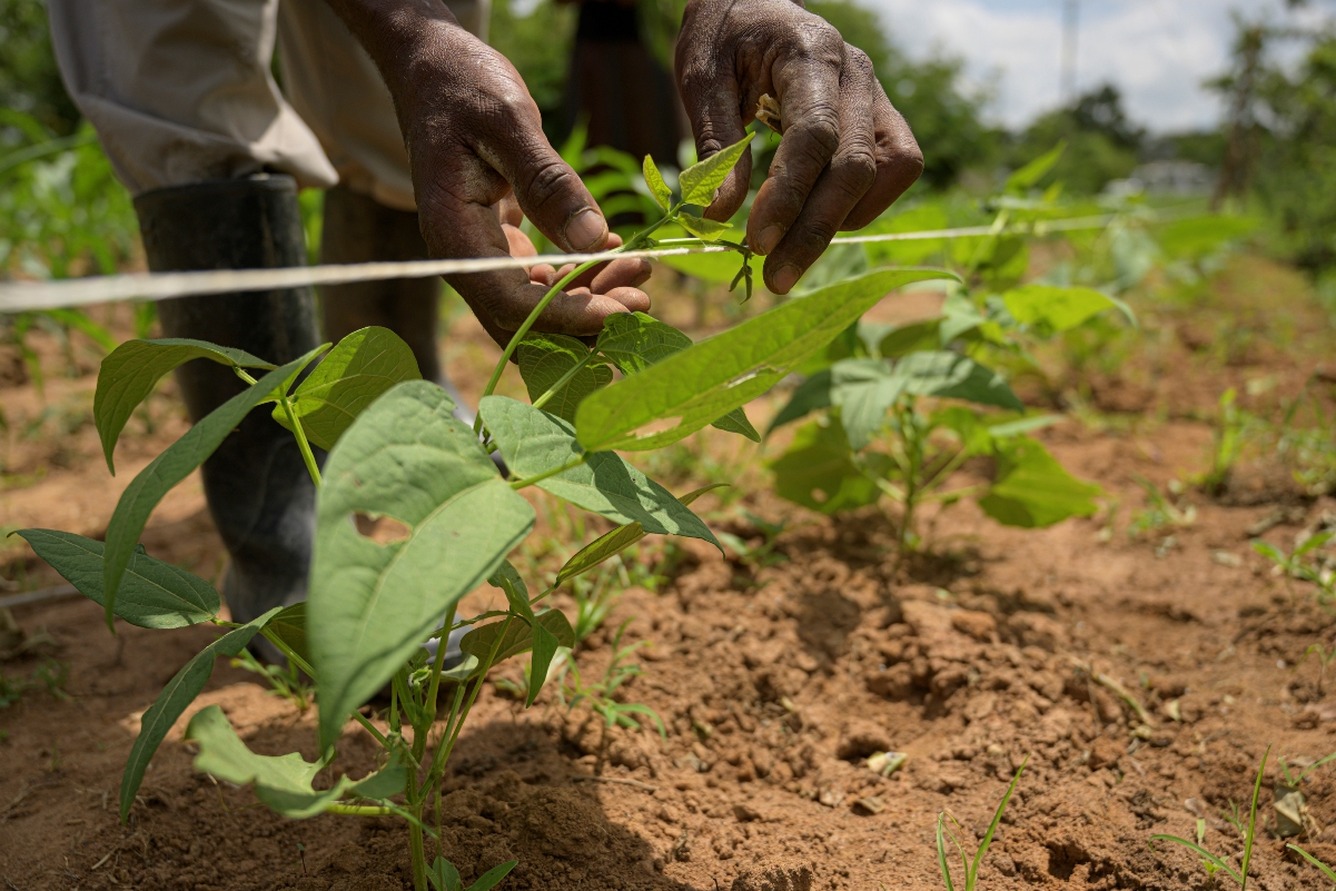 thumbnail of  Soil health critical for maintaining human health, biological diversity, researchers say