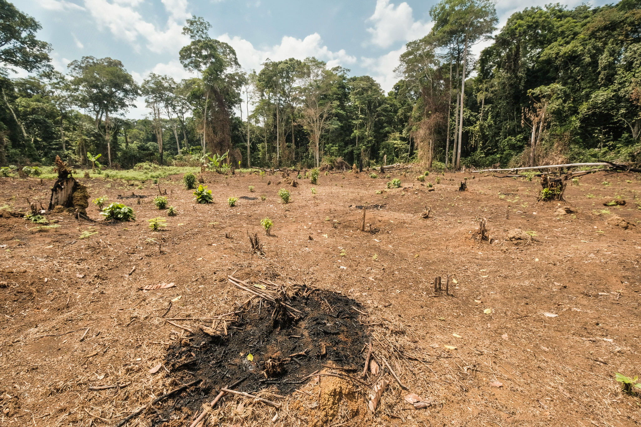 thumbnail of  Trees gone? So is $6.3 trillion