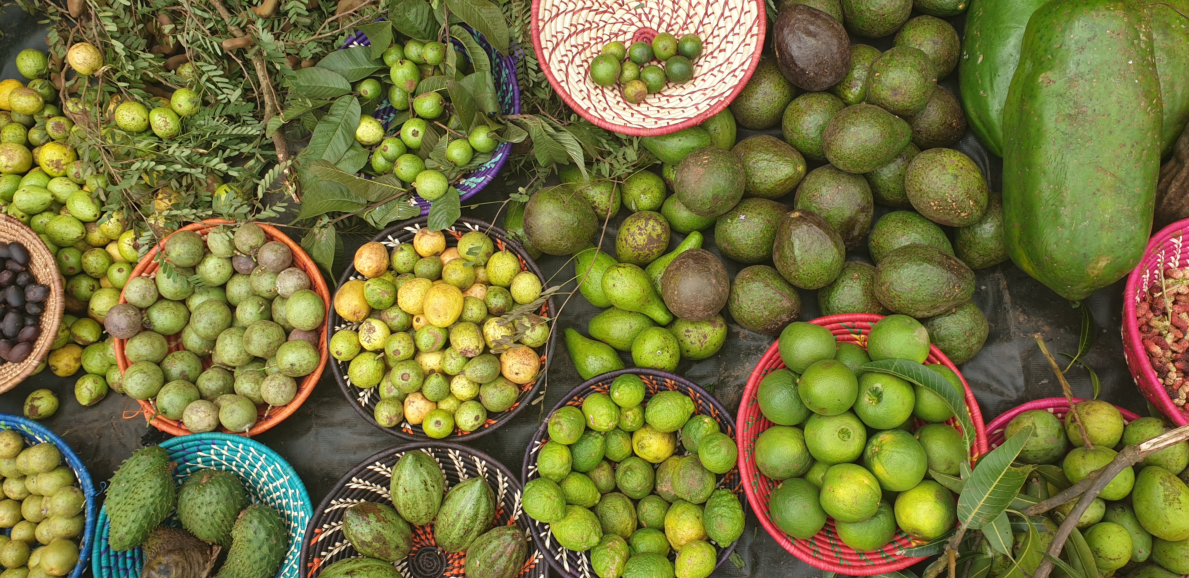 thumbnail of  For year-round micronutrients, ten species of fruit trees are better than just a few