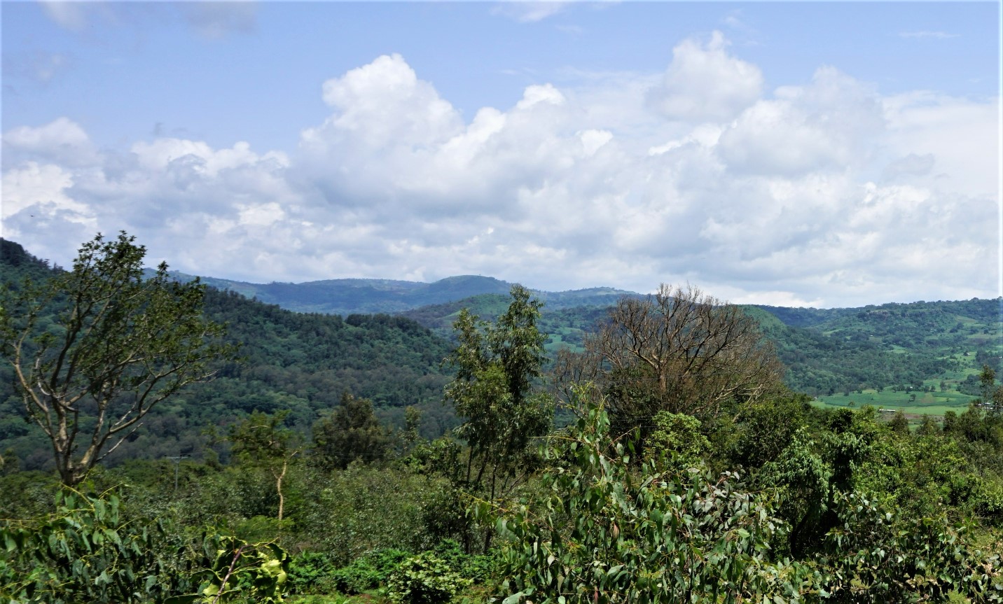 thumbnail of  Forest knowledge helps Ethiopians source better seeds