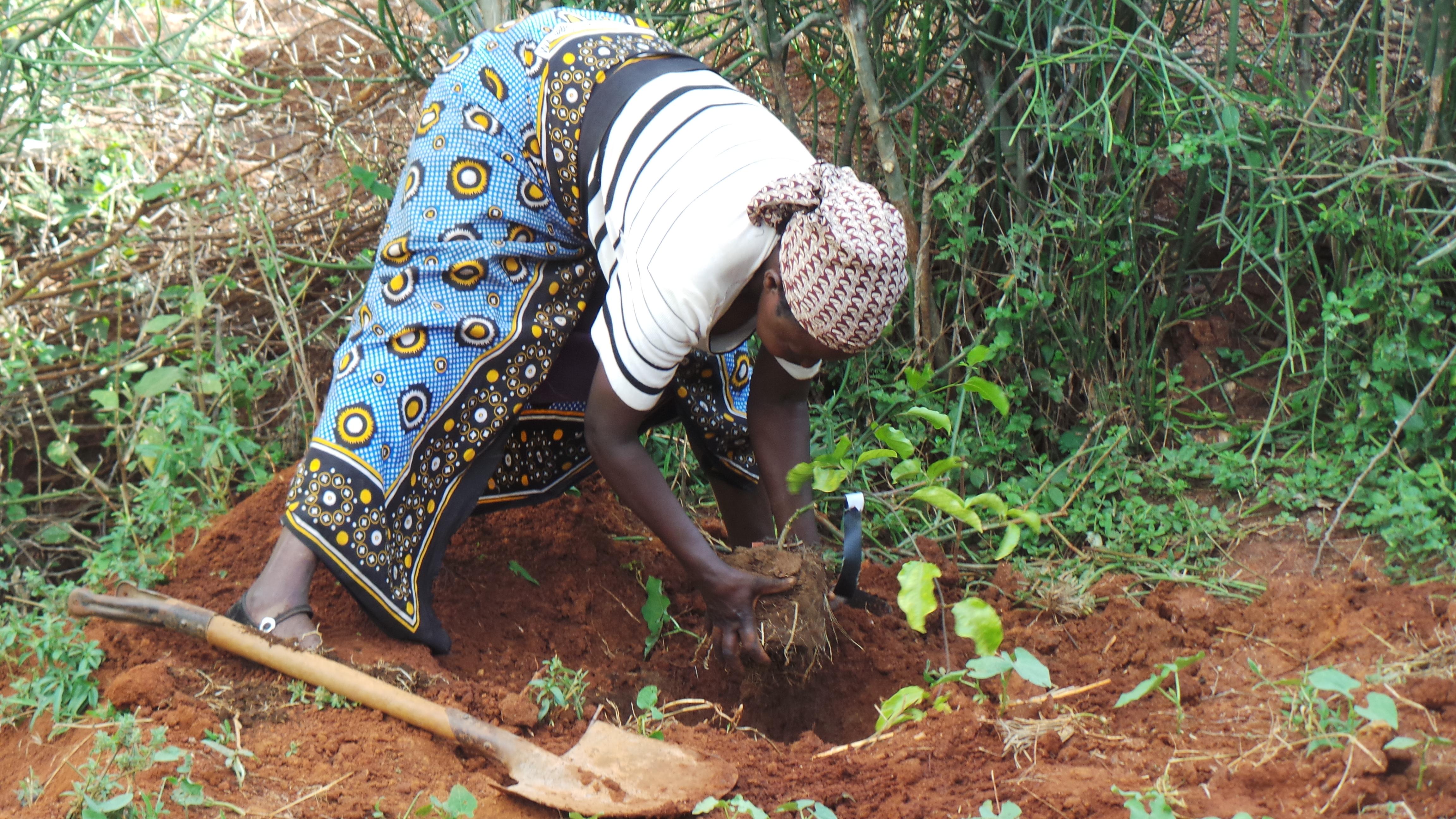 thumbnail of  ‘Fruit-tree portfolios’ for nutrition and health: a new approach