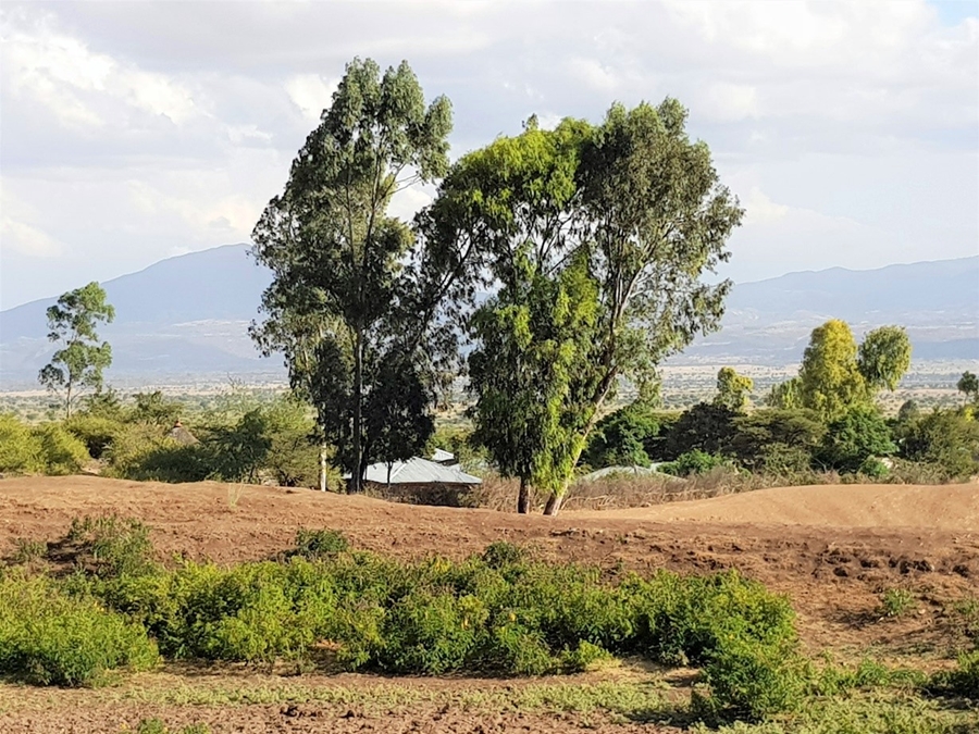 thumbnail of  Building evidence of ‘permanence’ and ‘leakage’ for sustainable restoration