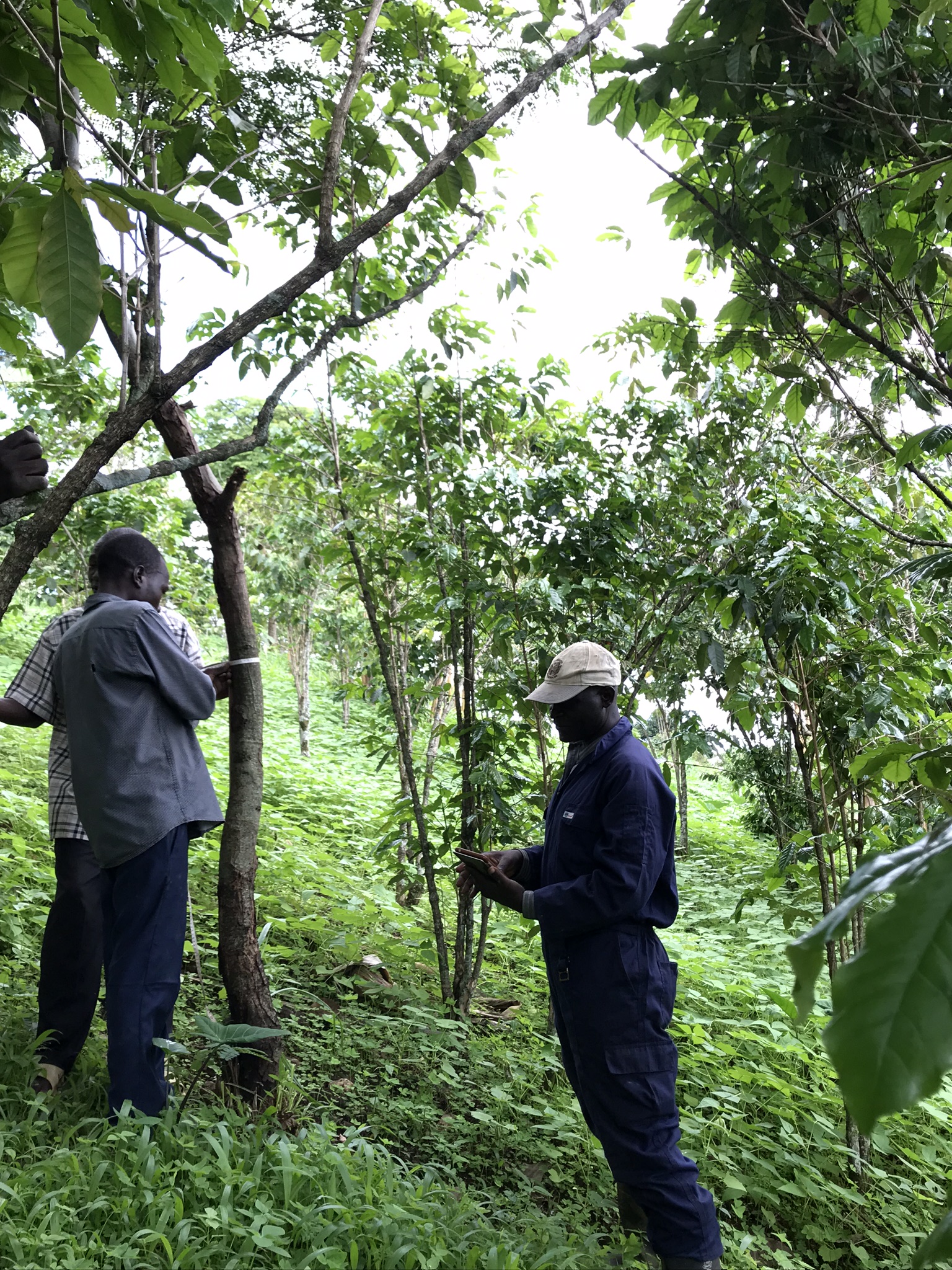 thumbnail of  Farmland Biodiversity Score in Rwanda’s report to the Convention on Biological Diversity