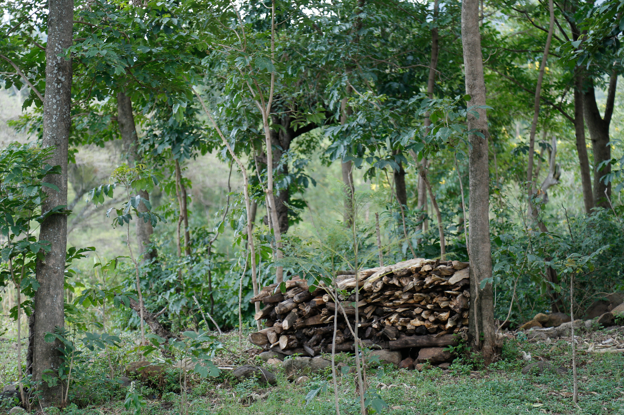 thumbnail of  Kenya’s Bioenergy Strategy supported by World Agroforestry