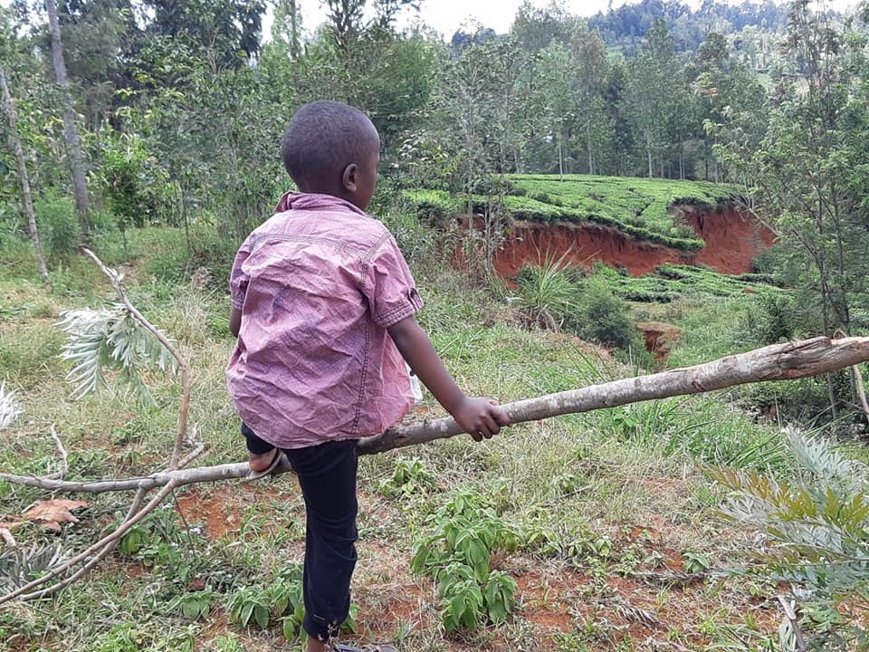 thumbnail of  Trees can reduce landslides, say experts in ecosystem-based disaster risk reduction