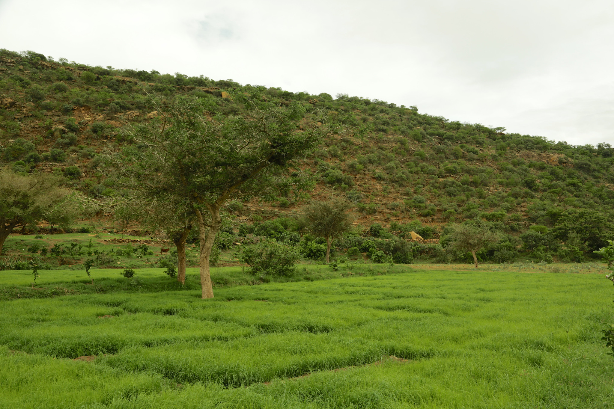 thumbnail of  The golden rules for restoring forestland