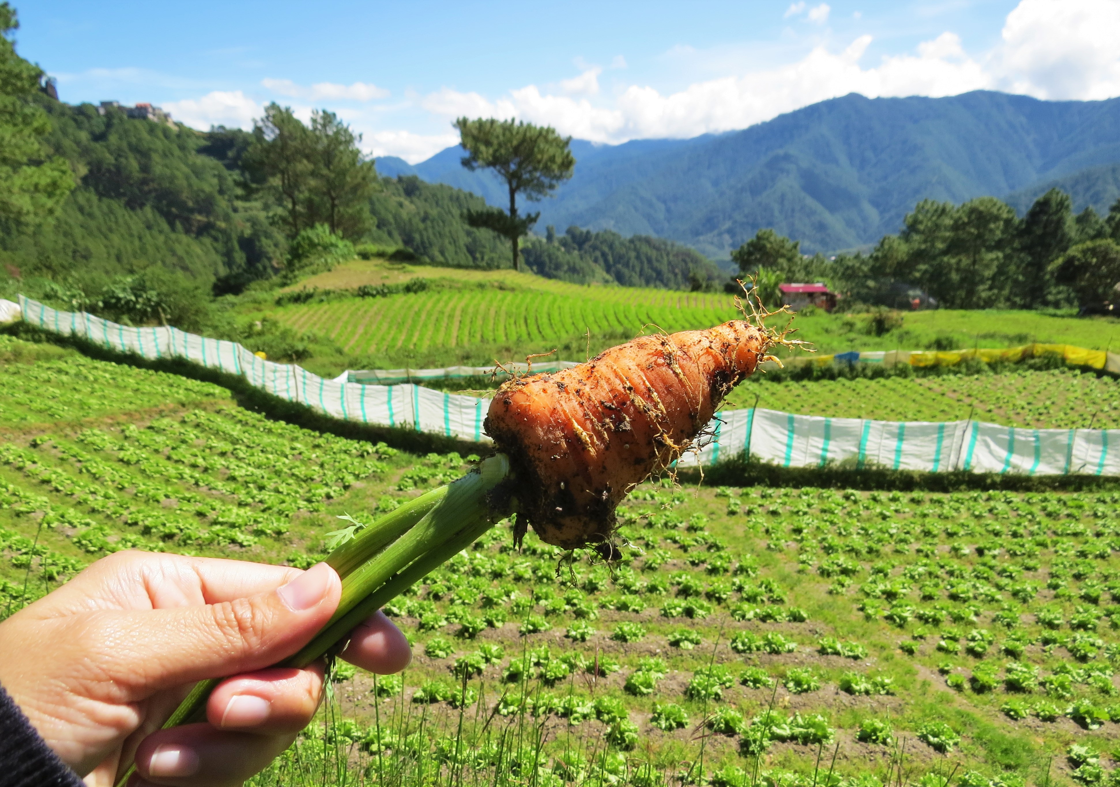 thumbnail of  Economic incentives to resolve conflicts in transboundary flows within watersheds: the case of the Cordilleras in the Philippines