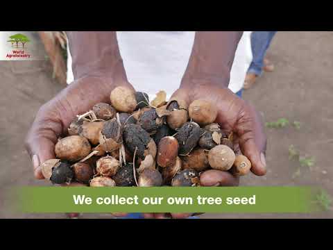 thumbnail of  World Agroforestry ICRAF: Building shade and tree cover with refugees in NW Uganda