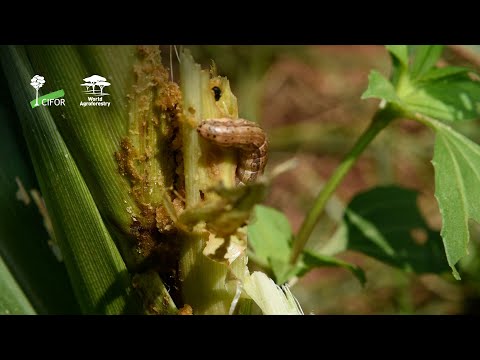 thumbnail of  Using IPM (Integrated Pest Management) to manage pests on smallholder farms