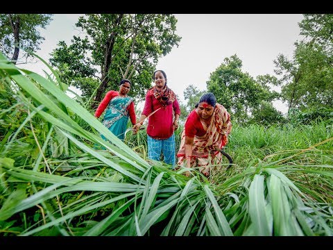 thumbnail of  Rights shaping landscapes and livelihoods in Nepal